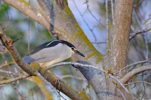 Bihoreau gris / Black-crowned Night Heron